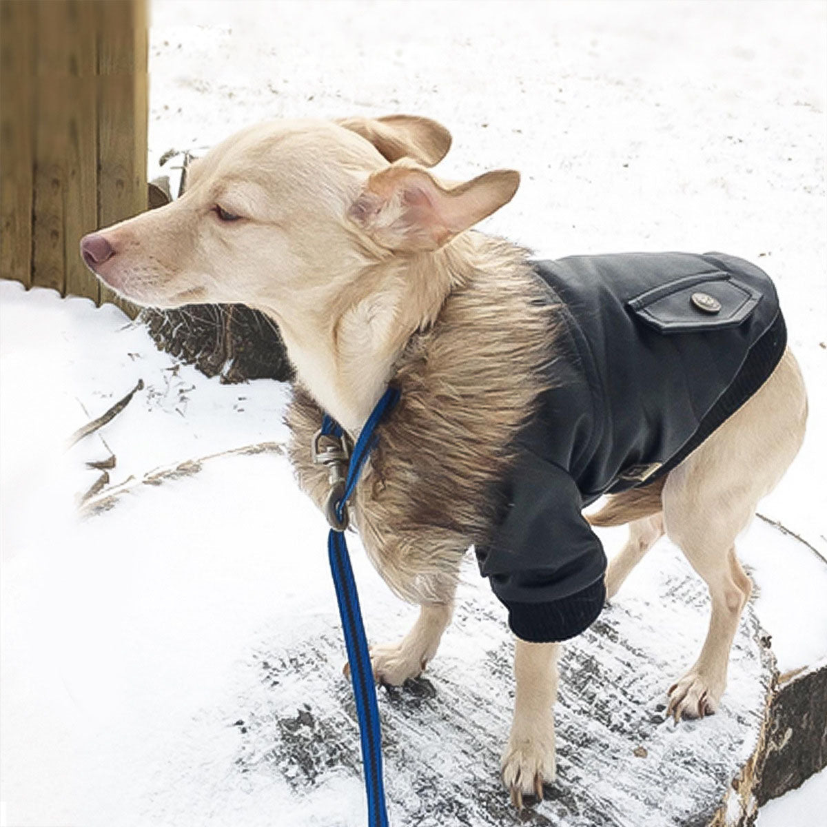 Winter Warm Leather Dog Coats Windproof Waterproof Dog Winter Coat Jackets